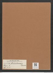 Navicula brasiliensis Grun. (de-Toni-Nr.: Genus 1, Species 135) Zeichnungen Sammlung Grunow Mappe 00119 (Herbarium_W_Grunow_drawings_Folder_00119)